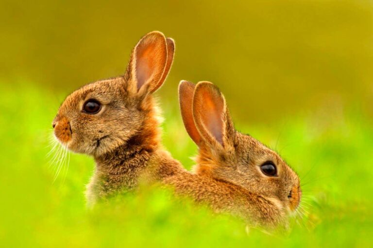 Rabbits face a fresh onslaught akin to myxomatosis – can they survive?
